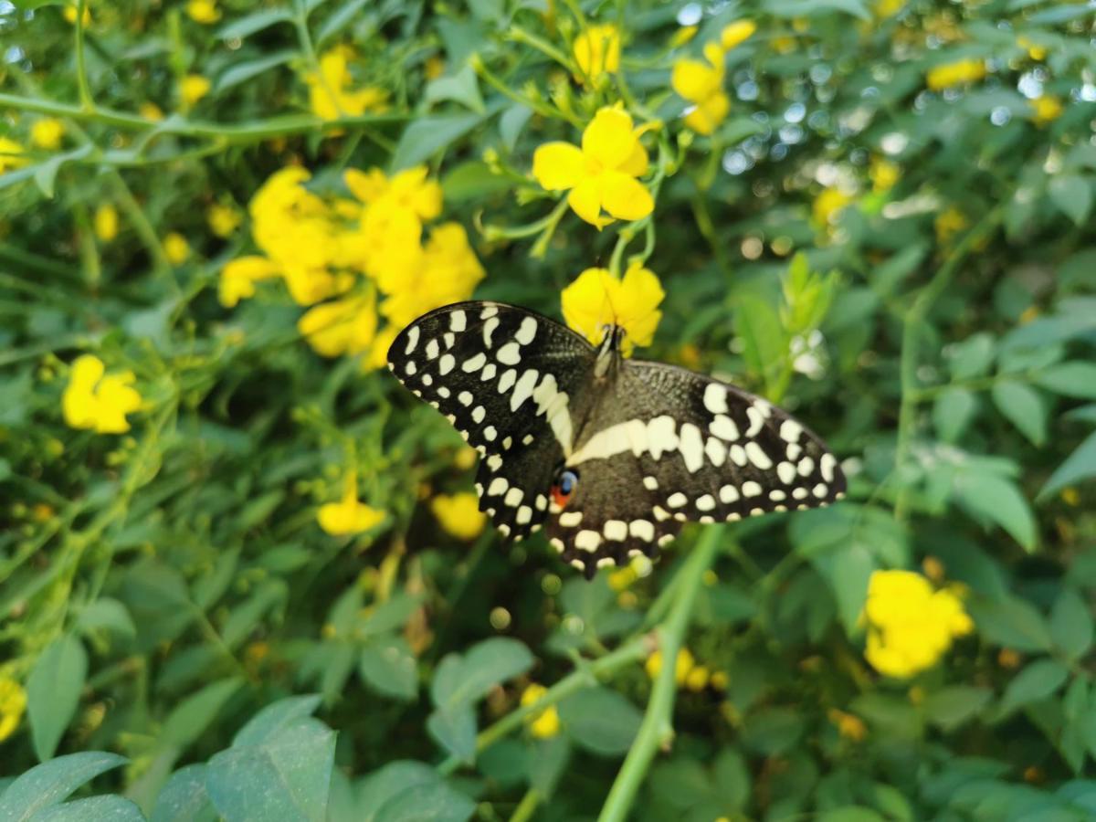 The Yellow Butterfly Фереенігінг Екстер'єр фото